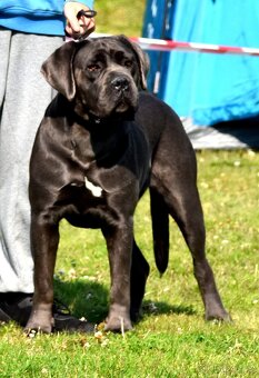 Štěňátka Cane Corso - 2