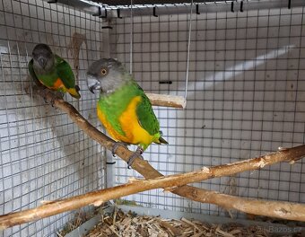 Papoušek Senegalský pár - 2