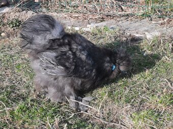 Kohout Hedvábnička - 2