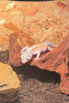 samice gekončík noční - 2