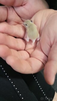Male křečci - 2