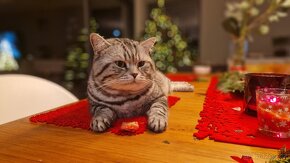 KRYTÍ WHISKAS BRITSKÝ KOCOUR - ČISTOKREVNÝ, ZKUŠENNÝ - 2
