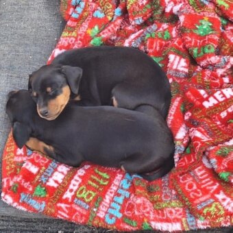Prodám trpasličí pinč krysařík ratlík Zwergpinscher. - 2
