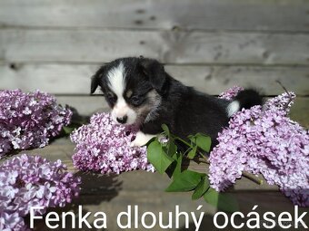 Welsh Corgi Pembroke, s PP FCI, NATURAL BOB - 2