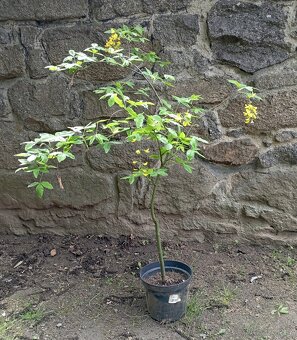 Nabízím Štědřenec, Laburnum, zlatý déšť 110 cm - 2