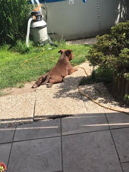American bully - 2