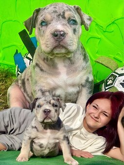 American Bully XL / XXL - 2