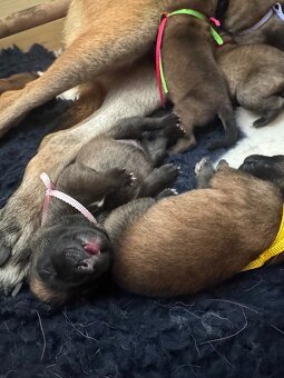Štěně belgického ovčáka malinois s PP - 2