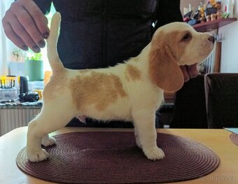 Beagle pejsek s PP - 2