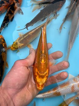 Koi kapři - 2