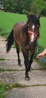 Arab/Welsh pony - 2