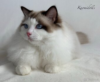 Ragdoll s PP - 2