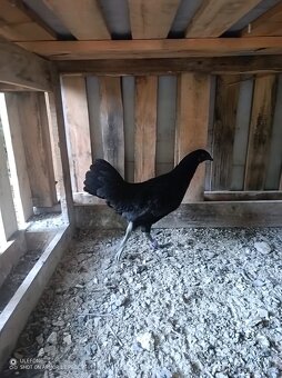 Ayam Cemani - 2
