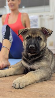 Německý ovčák - 2