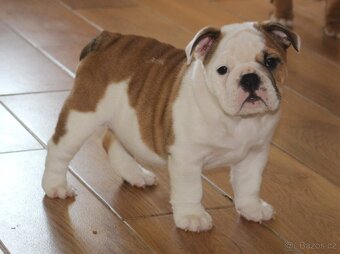Anglický buldok s PP - 2