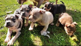 American bully pocket - 2