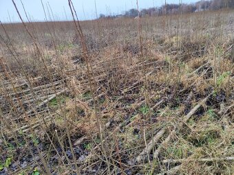 Brigáda - sklizeň japonského topolu - 2