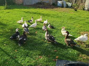 Kachna Pižmová - 2