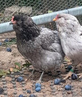 Araukana modrá bezocasá NV - 2