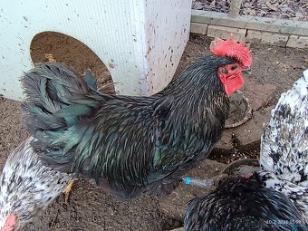 Prodám kohouty - 2