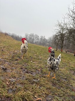 Vlaška Exquecher - 2