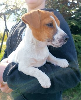 Jack Russell teriér s PP - 2