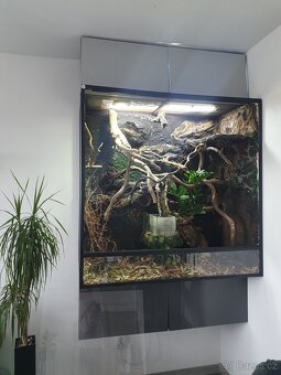Terarium - 2