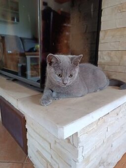 Prodám kocourky Britská modrá + whiskas - 2