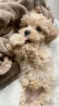 Maltipoo - 2