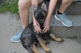 Německý ovčák - 2