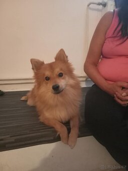 Pomeranian - 2