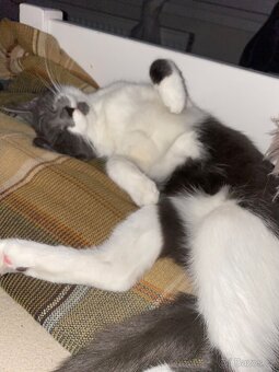 Darujem milou kočku i s výbavou - 2