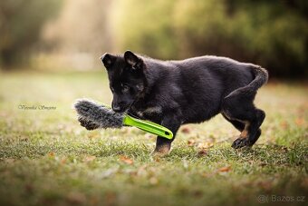 Německý ovčák- štěně s PP - 2