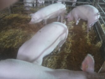 Prodám prasata - 2