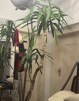 Pokojová květina - 2