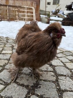 Kohout hedvábničky USA - 2