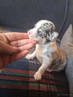 ČIvava miini krátkosrtá - 2