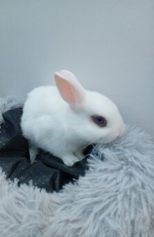 Zakrslý králíček I2 - 2