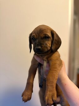 Bavorský barvář - 2