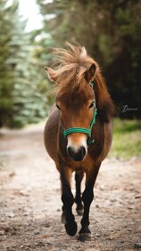 Shetland pony - 2