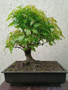 Bonsai javor ginnala - 2