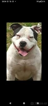 Prodám AMERICAN BULLY - 2