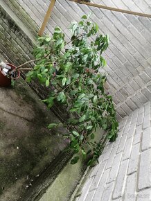 Ficus - 2