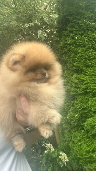 Pomeranian s pp FCI - 2