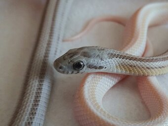 Užovka červená - vzrostlá mláďata - 2