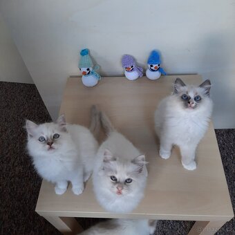 Prodám koťátka Ragdoll bez PP - 2