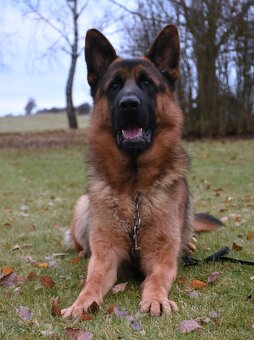 Německý Ovčák - 2