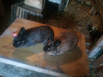 prodam kraliky - 2