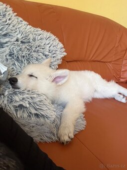 Švýcarský Ovčák - 2