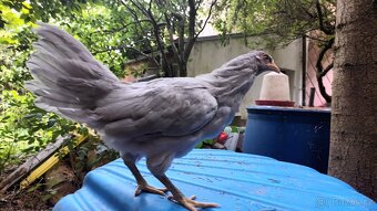 Araukana Lavender - 2